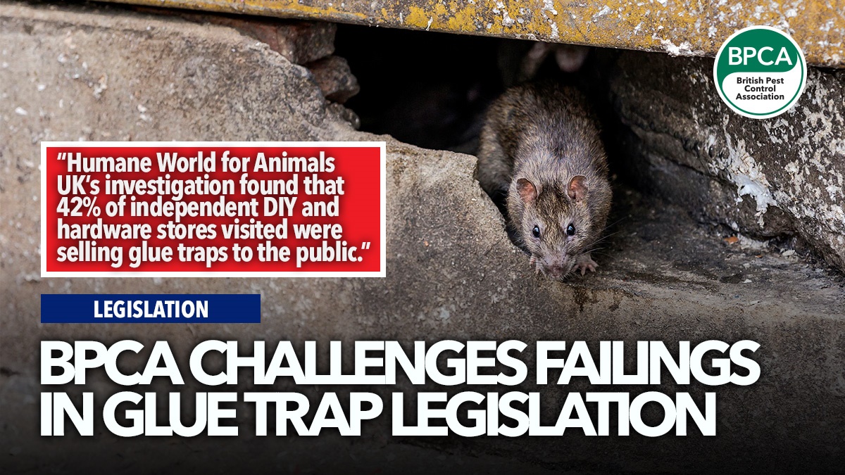 bpca-challenges-failings-in-glue-trap-legislation-hero bpca-challenges-failings-in-glue-trap-legislation-hero